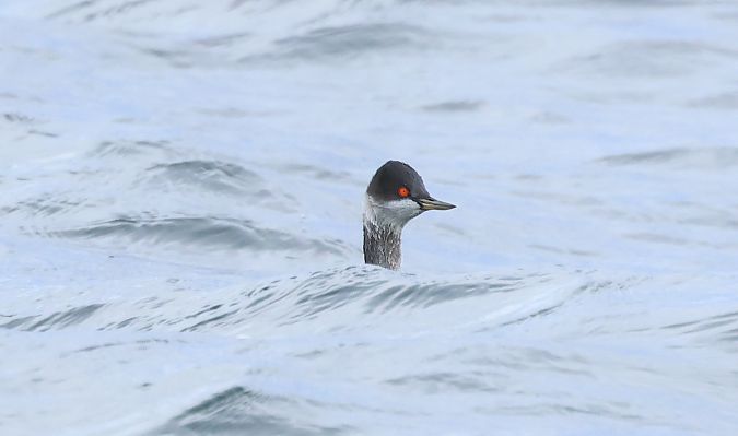 Schwarzhalstaucher  - Andreas Schulz-Benick