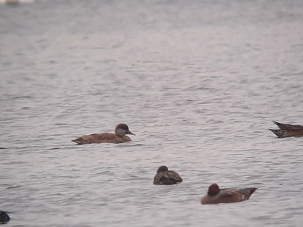 Red-crested Pochard  - Tomasz Tumiel