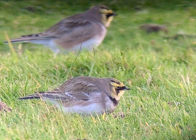 Ohrenlerche  - Dietmar Heinz