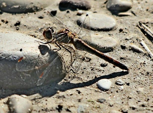 Sympetrum meridionale  - Giacomo Sgorlon
