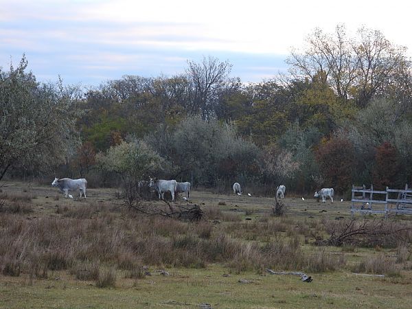 Héron garde-boeufs  - Dietmar Walter
