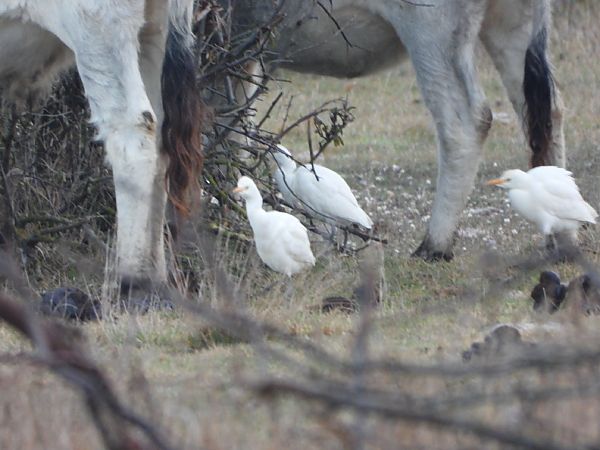Héron garde-boeufs  - Dietmar Walter