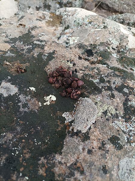 Volpe  - Denise Friselli