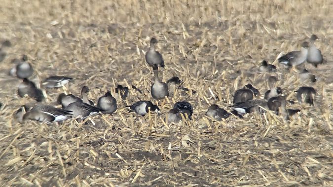 Barnacle Goose  - Michał Piotrowski