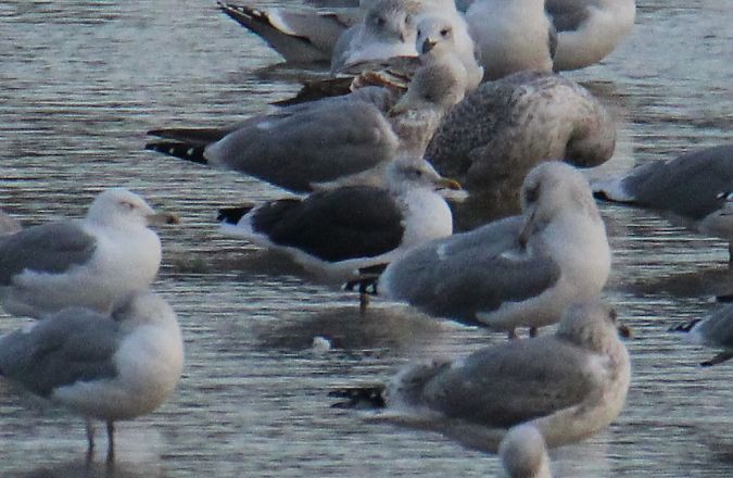 Larus fuscus graellsii / intermedius  - Krzysztof Nowak