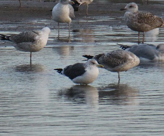 Goéland brun (ssp. graellsii / intermedius)  - Krzysztof Nowak