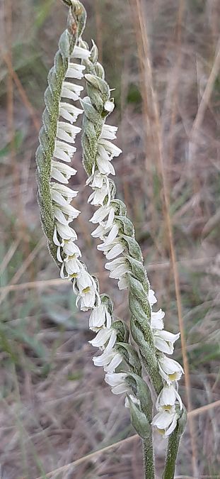 Spiranthes spiralis 