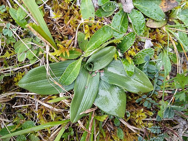 Ophrys sphegodes  - Alain Falvard