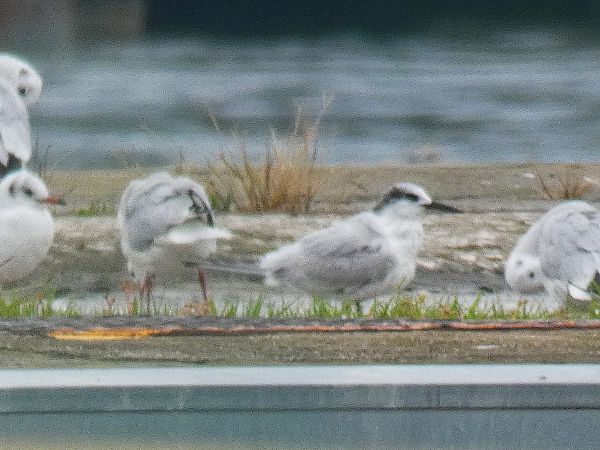 Beccapesci  - Stefano Sava