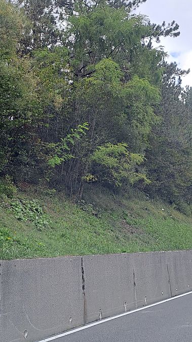 Robinia pseudoacacia  - Niko Borghese (FVG)
