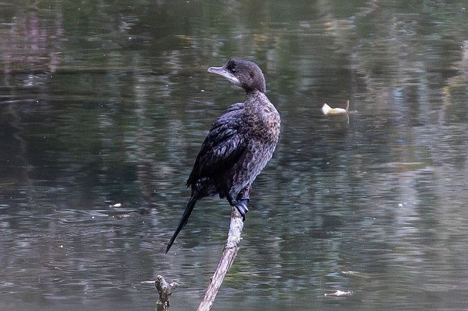 Pygmy Cormorant  - Viehböck Helga