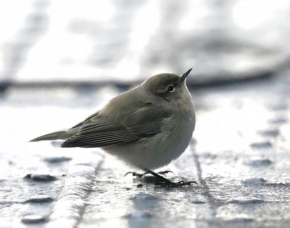 Taigazilpzalp  - Marcin Sołowiej