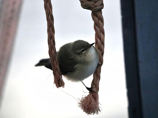 Pouillot de Sibérie  - Marcin Sołowiej