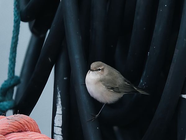 pierwiosnek (syberyjsk, ssp. tristis)  - Marcin Sołowiej