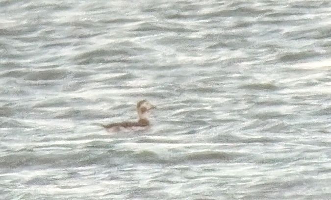 Eisente  - Dietmar Heinz