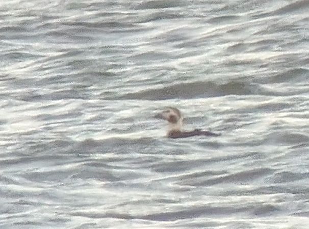 Eisente  - Dietmar Heinz