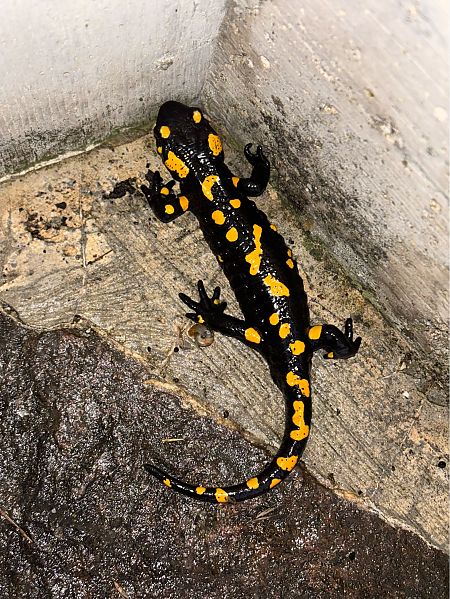 Salamandre tachetée  - Fabrizio Florit (FVG)