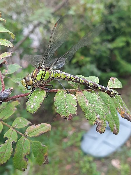 Aeshna cyanea  - Bassano Riboni