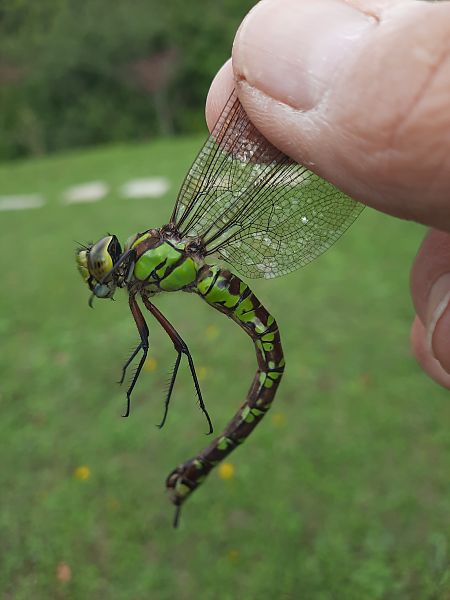 Aeshna cyanea  - Bassano Riboni
