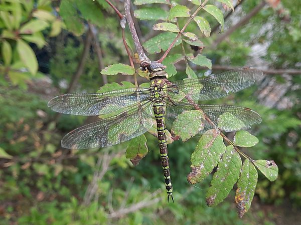 Aeshna cyanea  - Bassano Riboni