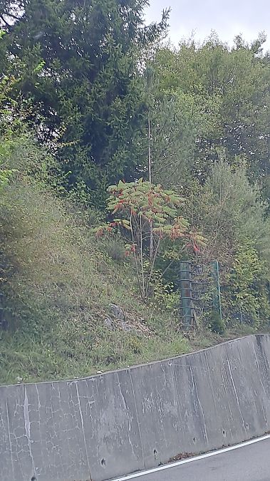 Rhus hirta  - Niko Borghese (FVG)