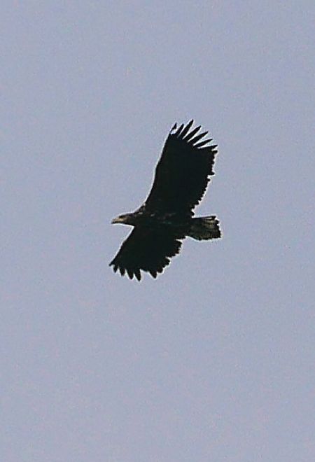 Seeadler  - Cornelia Presslmayr