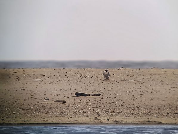 sokół wędrowny  - Michał Polakowski