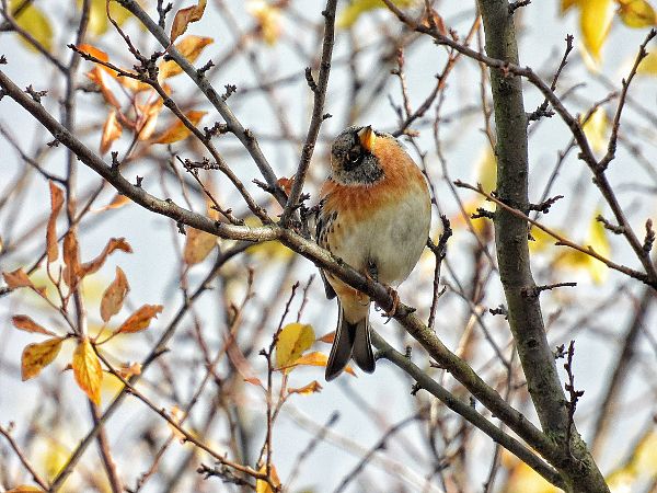 Bergfink  - Kacper Mikulski