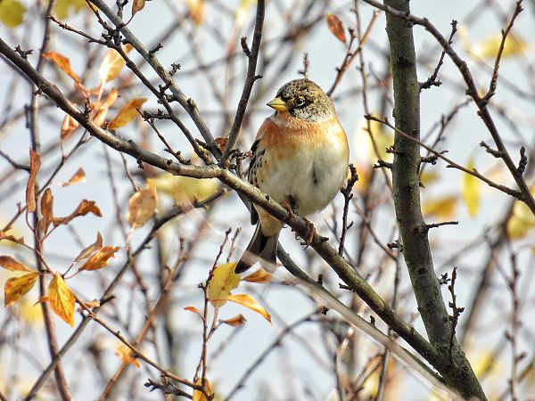 Bergfink  - Kacper Mikulski