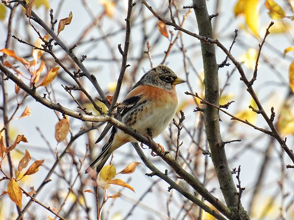 Bergfink  - Kacper Mikulski