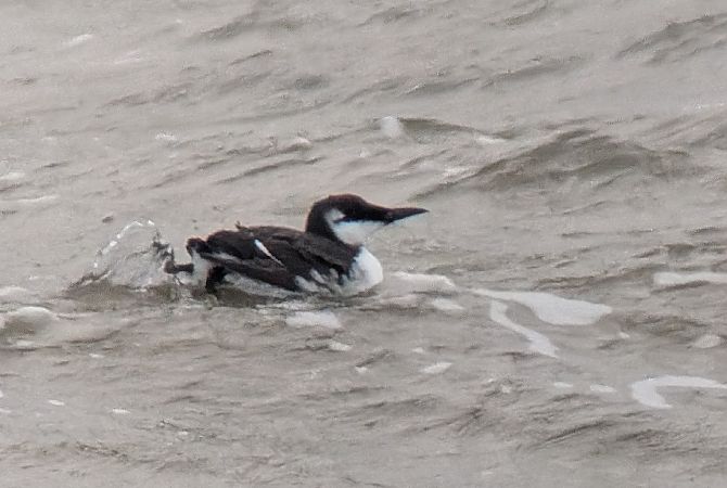 Trottellumme  - Dietmar Heinz