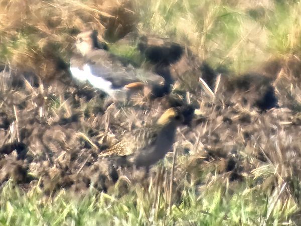 European Golden Plover 