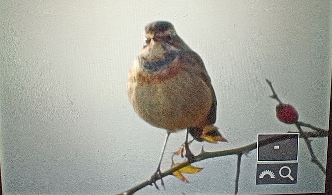 podróżniczek  - Michał Polakowski