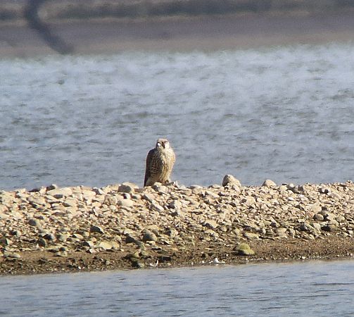 sokół wędrowny  - Tomasz Zarzycki
