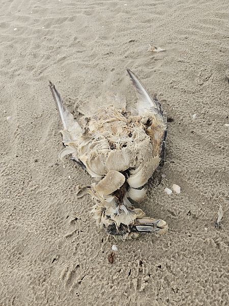 Eissturmvogel  - Timo Depke