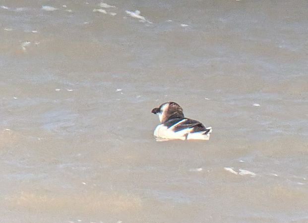 Tordalk  - Dietmar Heinz