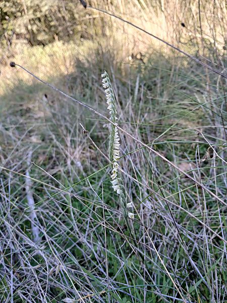 Spiranthes spiralis  - Alain Falvard