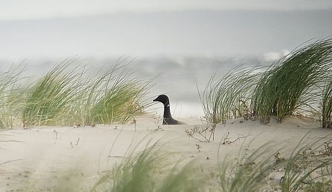 Brant Goose  - Krzysztof Kajzer