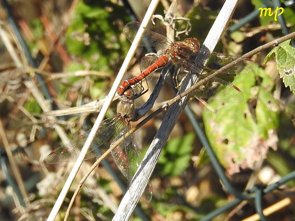 Sympetrum striolatum  - Mario Paloni