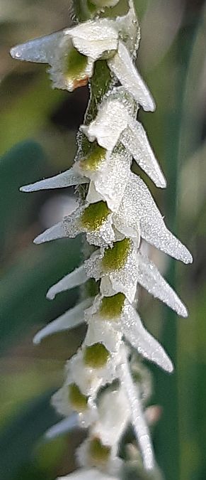 Spiranthes spiralis 