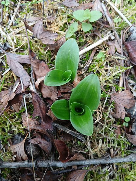 Orchis anthropophora  - Alain Falvard