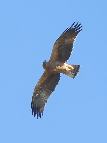 Aquila minore  - Massimo Tassinari