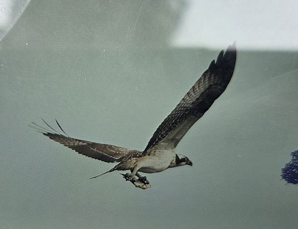 Falco pescatore  - Franco Aresi