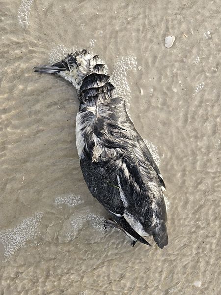 Trottellumme  - Timo Depke