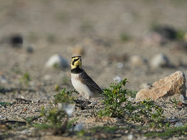 górniczek  - Marcin Sołowiej