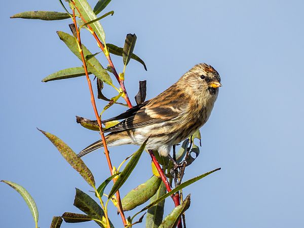 Taigabirkenzeisig  - Natalia Gorczowska