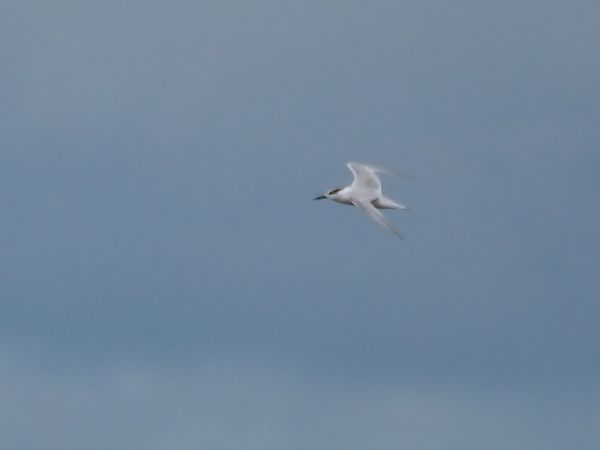 rybitwa czubata  - Bartosz Zwoliński