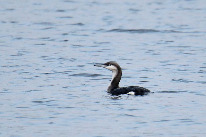 Prachttaucher  - Krzysztof Nowak