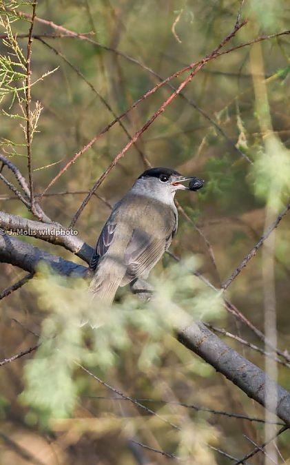 Tallarol de casquet  - Jose Molis