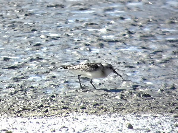 Sanderling 